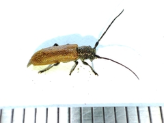 Anaesthetis testacea