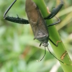 Notobitus meleagris
