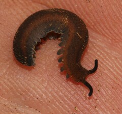 Peripatopsis birgeri