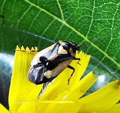 Deraeocoris cordiger
