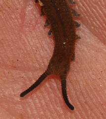 Peripatopsis birgeri