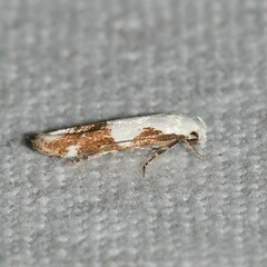 Mompha circumscriptella