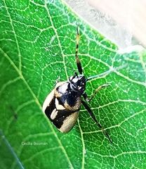 Deraeocoris cordiger