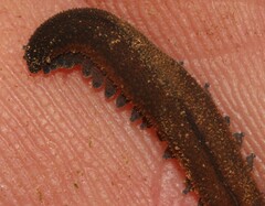 Peripatopsis birgeri