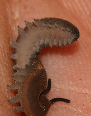 Peripatopsis birgeri