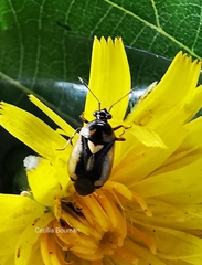 Deraeocoris cordiger