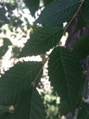Ulmus