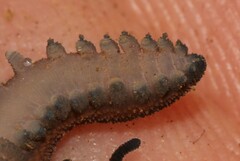 Peripatopsis birgeri