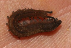 Peripatopsis birgeri