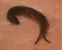 Peripatopsis birgeri