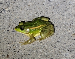 Pelophylax plancyi