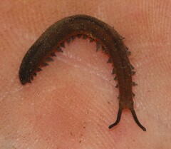 Peripatopsis birgeri