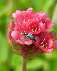 Cordylepherus viridis
