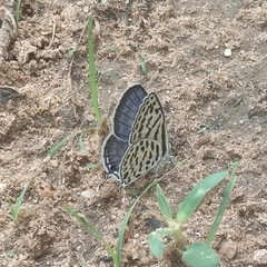 Tarucus theophrastus