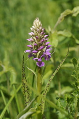 Dactylorhiza majalis baltica
