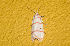 Cyana quadrinotata