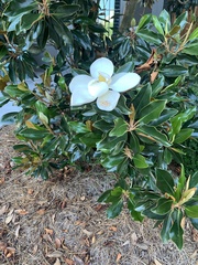 Magnolia grandiflora