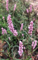 Persicaria segetum