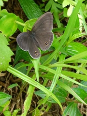 Ypthima multistriata