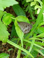 Ypthima multistriata