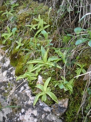 Pinguicula alpina
