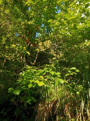 Ehretia dicksonii