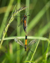 Nephrotoma semiflava