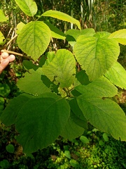 Ehretia dicksonii