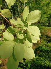 Ehretia dicksonii