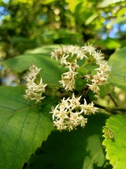 Ehretia dicksonii