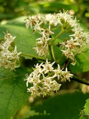 Ehretia dicksonii