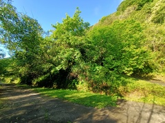 Ehretia dicksonii