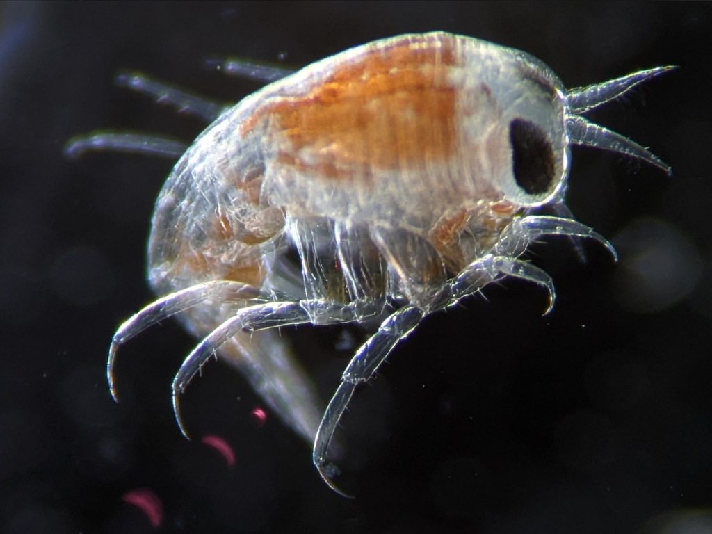 Themisto abyssorum