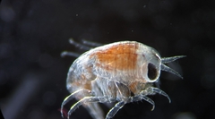 Hyperiidae