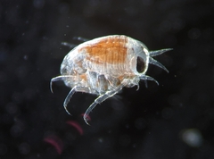 Hyperiidae
