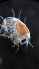 Hyperiidae