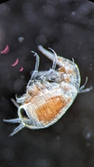 Hyperiidae
