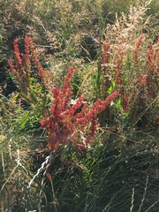 Rumex × acutus