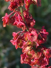 Rumex × acutus