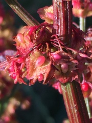 Rumex × acutus