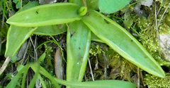 Pinguicula alpina