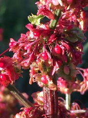 Rumex × acutus