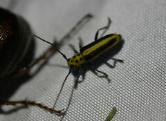 Saperda puncticollis