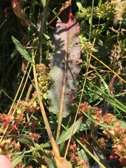 Rumex × acutus