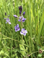 Veronica copelandii