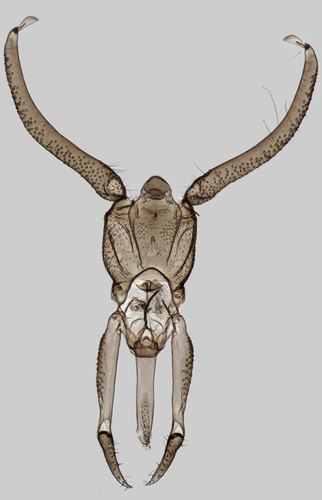 Psychoda phalaenoides
