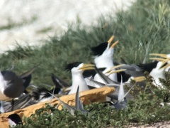 Thalasseus bernsteini