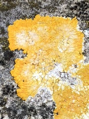 Variospora aurantia