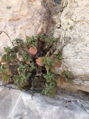 Parietaria