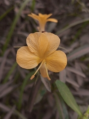 Barleria lupulina